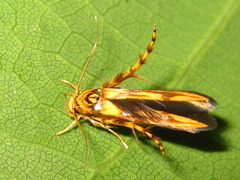 Stathmopoda stimulata