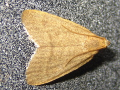 Hypsopygia kawabei