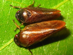 Eoscarta assimilis
