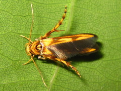 Stathmopoda stimulata
