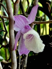 Dendrobium aphyllum