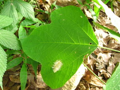Castanea crenata