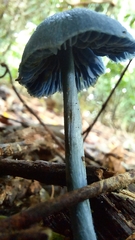 Entoloma virescens