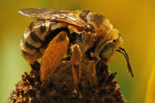 Broad-banded Longhorn bee photographed in Tennessee