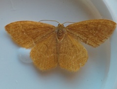 Thalera pistasciaria