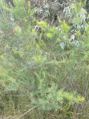 Hakea nodosa
