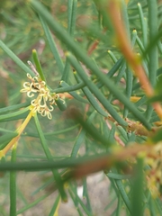 Hakea nodosa