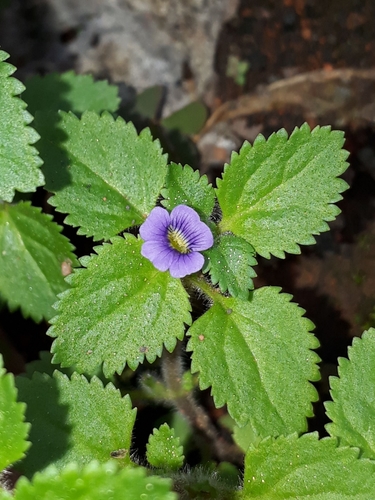 Stemodia verticillata