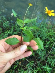 Acmella oppositifolia