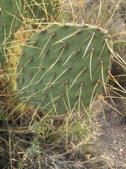 Opuntia engelmannii flavispina