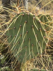 Opuntia engelmannii flavispina