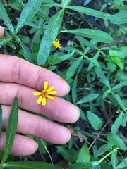Acmella oppositifolia