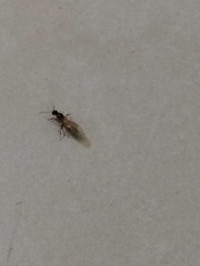 Camponotus