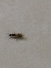 Camponotus