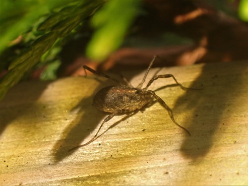 Paroligolophus agrestis photo 4