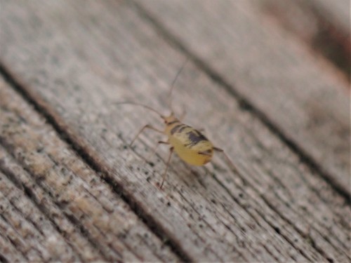 Crescent-marked Lily Aphid photo 3