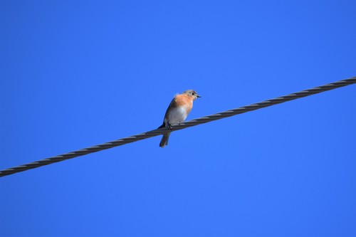 Eastern Bluebird photographed in Mississippi