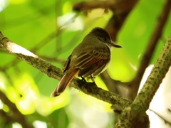 Myiarchus tuberculifer