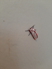 Trosia nigropunctigera