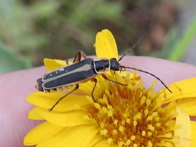 Lewis' soldier beetle