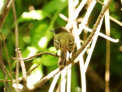 Myiarchus tuberculifer