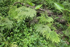 Adiantum formosum