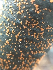 Hydropisphaera peziza