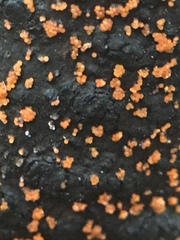 Hydropisphaera peziza