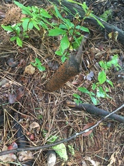 Hydropisphaera peziza