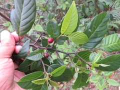 Frangula capreifolia