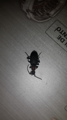 Galerita collaris