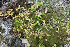 Bulbophyllum exiguum