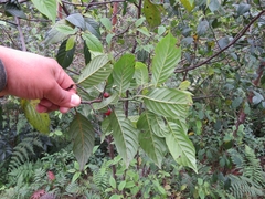 Frangula capreifolia