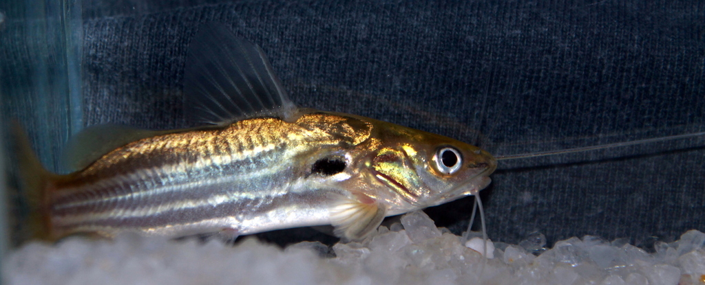Tengra Mystus