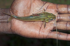 Tengra Mystus photo 2