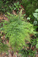 Adiantum formosum