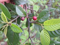 Frangula capreifolia