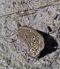 Pampasatyrus gyrtone