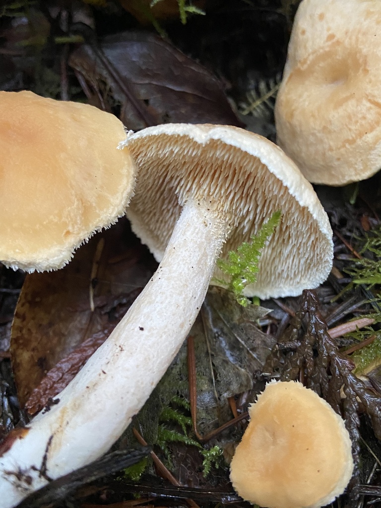 hedgehog mushrooms from Mt. Hood National Forest, Welches, OR, US on