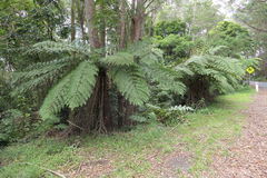 Cyathea australis