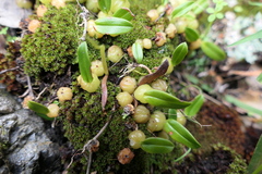 Bulbophyllum exiguum