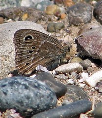 Pampasatyrus gyrtone