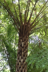 Cyathea australis