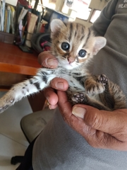 Prionailurus javanensis