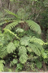 Cyathea australis