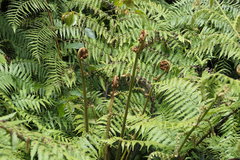 Cyathea australis