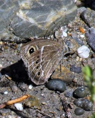 Pampasatyrus gyrtone