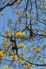 Handroanthus ochraceus