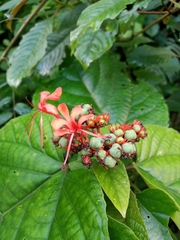 Clerodendrum speciosissimum