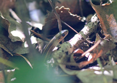 Thamnophis brachystoma